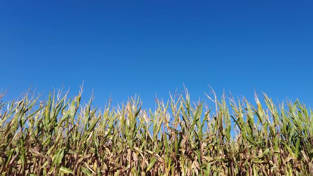 Corn Field Green | Maize Fields | Green Cornfield and Blue Sky