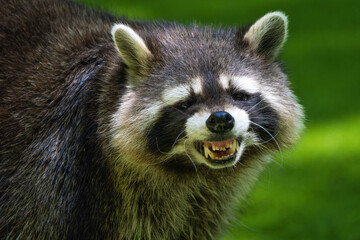 Close-up portrait of a raccoon
