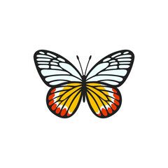 Painted Jezebel butterfly illustration. Realistic butterfly with textured wings. Beautiful butterfly for scrapbooking