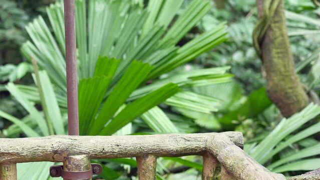 Ringtail lemur looking around in singapore zoo 