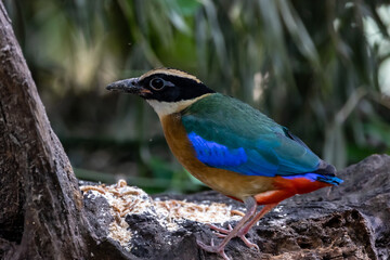 Stunning Beautiful Blue winged Pitta inhabitant in rainforest, migration bird in Thailand, Southeast Asia.