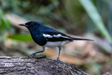 Oriental magpie robin perched on tree