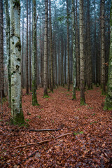 Wald, Nebel, Herbst, Winter, Bäume