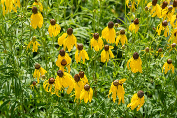 Yellow Coneflowers Growing In The Native Plant Garden