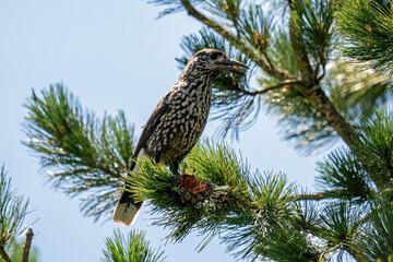 nutcracker perched on a swiss stone pine and is pecking the cones