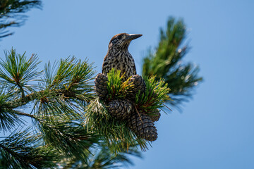 nutcracker perched on a swiss stone pine and is pecking the cones