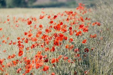poppy field in summer