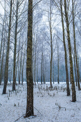 snowy landscape with Birches