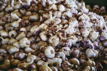 Bouquets d'ail fraichement ramassé entreposé - Focus sélectif
