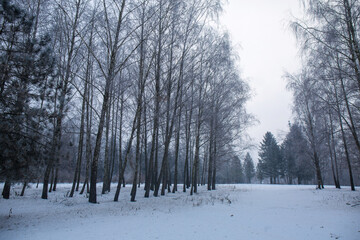 Birches in the winter park