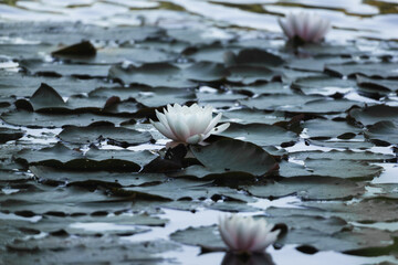 water lily on a shadow lake