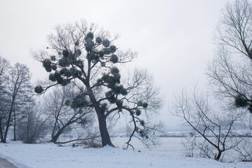 A big tree in mistletoe on the bank of a frozen river in a winter park