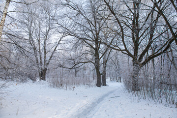 A snowy road through a winter forest on a morning