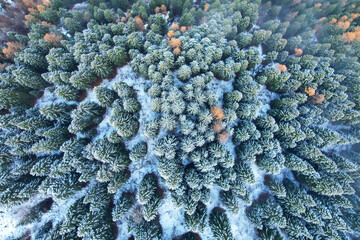 bosco neve alberi foresta 
