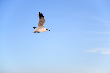 Seagull flying on blue sky in the background. bird material with copy space.