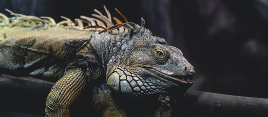 closeup Iguana lying on a branch. Iguana is lizard reptile in the genus Iguana in the iguana family.