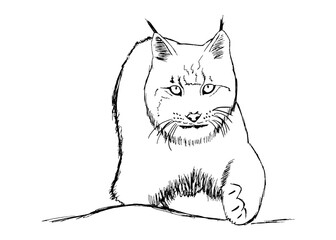 A sketch of a sneaking lynx on white background. Isolated vector graphic
