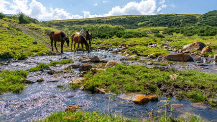 horses at the watering hole. horses drink water from a mountain river