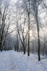 Frosty sunny morning in the park