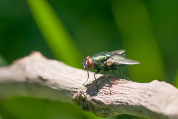 green fly perched on a branch  
