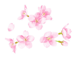 桜　水彩風イラスト　花の集まり小