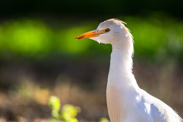 Obraz premium Cattle egret, bubulcus ibis, Morocco