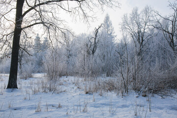 A sunny frosty morning in winter