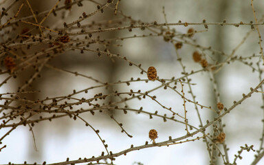 Fototapeta na wymiar branch of a tree. fir cones on a tree. larch in the park. winter landscape. 