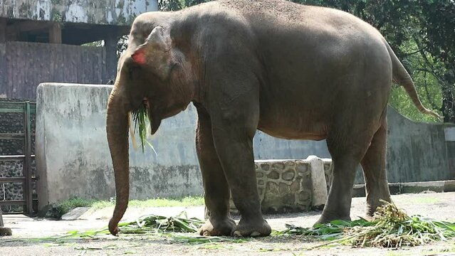 This is photo of Sumatran elephant (Elephas maximus sumatranus) in the Wildlife Park or Zoo.