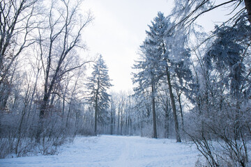 A big Christmas tree in the park