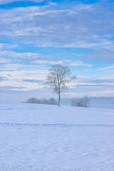 Fototapeta na wymiar Alleinstehender Baum und Spuren im Schnee in verschneiter Landschaft, hier am Beispiel der Schwäbischen Alb bei Münsingen, Baden-Württemberg, Deutschland.