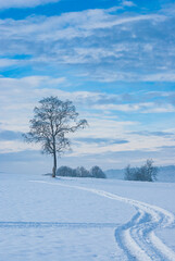 Alleinstehender Baum und Spuren im Schnee in verschneiter Landschaft, hier am Beispiel der Schwäbischen Alb bei Münsingen, Baden-Württemberg, Deutschland.