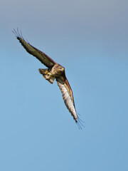 Buse variable