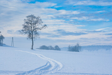 Obraz premium Solitary tree and tracks in the snow in a wintery landscape, exemplified here by the Swabian Alb near Muensingen, Baden-Wurttemberg, Germany.