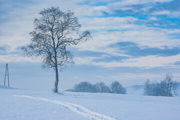 Fototapeta na wymiar Solitary tree and tracks in the snow in a wintery landscape, exemplified here by the Swabian Alb near Muensingen, Baden-Wurttemberg, Germany.