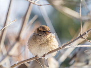Sparrow sits on a branch without leaves.