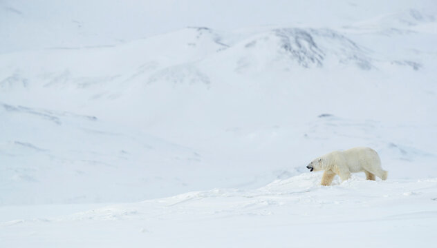 Polar bear (Ursus maritimus) male walking through snow covered landscape, mountains in background. Svalbard, Norway, April 
