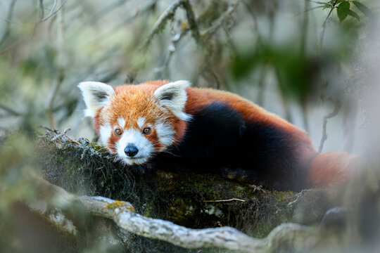 Western red panda (Ailurus fulgens fulgens) resting on branch, Singalila National Park, India / Nepal border. 