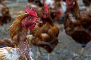 caged hen visibly in poor condition, mexico