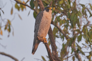 Peregrine falcon