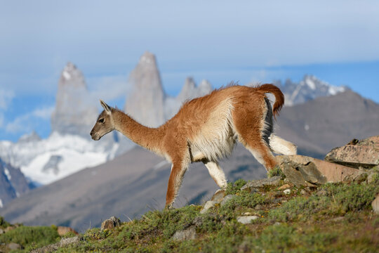 Guanaco (Lama guanicoe) walking down slope with mountain towers of Paine in background, Torres del Paine National Park, Patagonia, Chile. December 2018. 