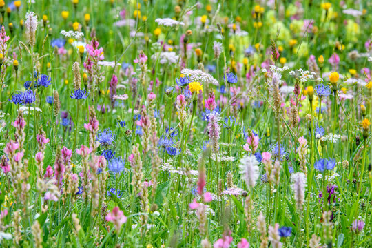 Fototapeta Wildflowers flowering in ancient alpine meadow. North Tyrol, Austria. June. 