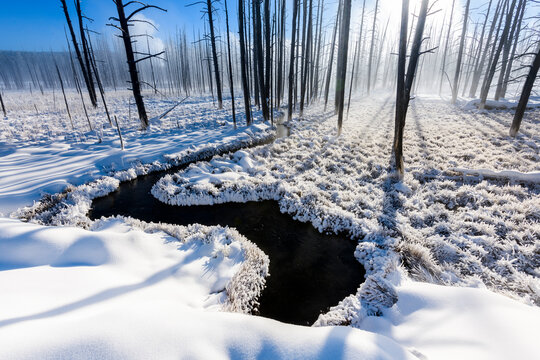 Rays of sunshine through dead tree trunks along winding river, in snow on misty morning. Firehole Valley. Yellowstone National Park, USA. January 