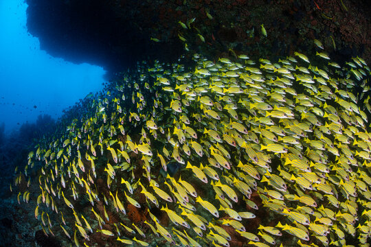 Blueline snapper (Lutjanus kasmira) mass of fish over coral reef. Maldives.