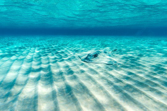 Southern stingray (Dasyatis americana) female lying hidden, buried in the sand of a shallow sand bar. Caribbean Sea.