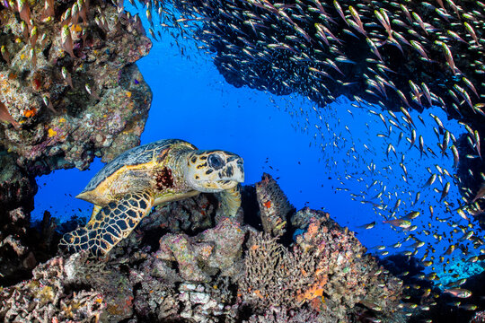 Hawksbill turtle (Eretmochelys imbricata) swimming into a cave filled with Golden sweeper (Parapriacanthus ransonneti). Ras Mohammed National Park. Red Sea