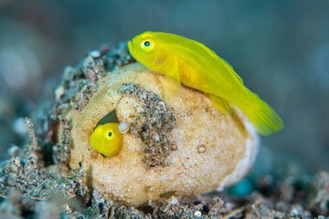A pair of pygmy lemon gobies (yellow pygmy goby: Lubricogobius exiguus) make their home in an old heart urchin (sea mouse: Maretia sp.) test. Dauin, Philippines.
