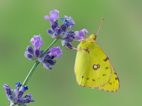 Clouded yellow butterfly (Colias crocea) on lavender, Hertfordshire, England, UK, September. Focus stacked image. Captive.
