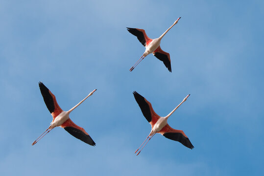 Greater flamingo (Phoenicopterus roseus) group of three in flight, Pont Du Gau Park, Camargue, France.