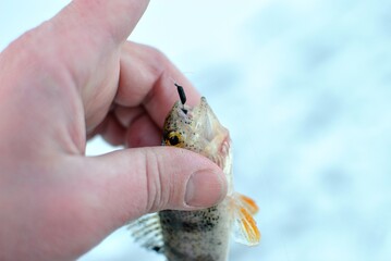 Winter fishing on the river, roach and perch fishing.